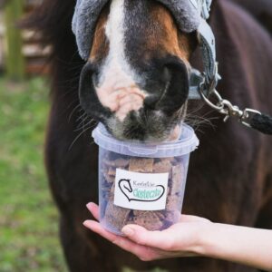 Koń jedzący przysmak dla koni ze sklepu Końskie Ciasteczko
