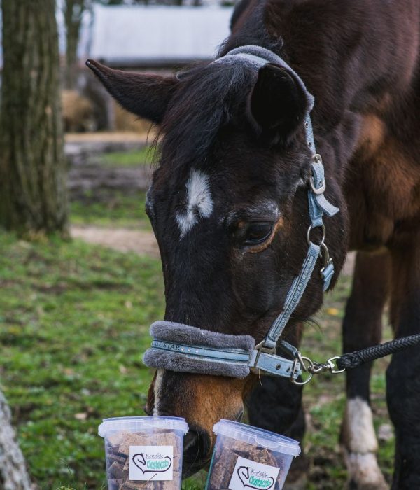 Koń jedzący smaczki dla koni Końskie Ciasteczko